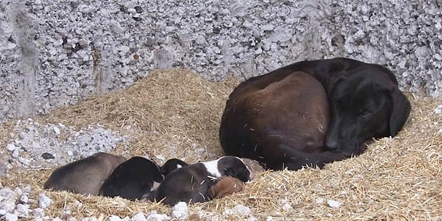 Zemine atılan samanla yavrularını soğuktan korunaklı yuvalarda büyüten köpekler için ekipler bölgede yuva açma çalışmasını sürdürüyor.