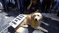 Hayvan Hakları Raporu Meclis'e Gönderildi: Terk Edene 10 Bin Lira Ceza, İşkenceye 2 Yıl Hapis İsteniyor