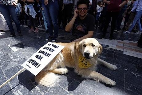 Hayvan Hakları Raporu Meclis'e Gönderildi: Terk Edene 10 Bin Lira Ceza, İşkenceye 2 Yıl Hapis İsteniyor