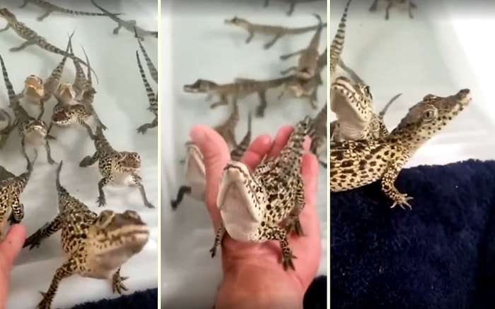 Yavru Timsahların Lazer Silahından Çıkan Sesi Andıran Sesleri!