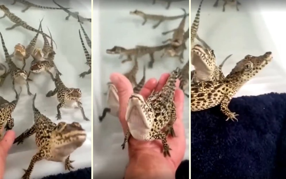 Yavru Timsahların Lazer Silahından Çıkan Sesi Andıran Sesleri!