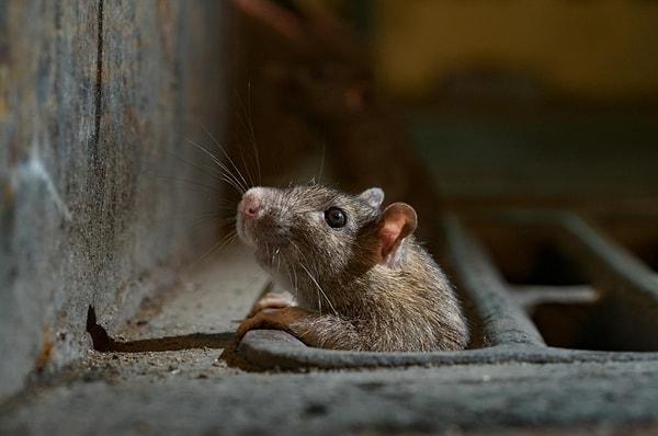 36. New York'ta bir fare giderden bakıyor, Charlie Hamilton James'in fotoğrafı.
