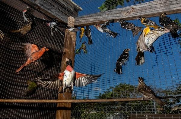 41. Göç eden binlerce ötücü kuş her yıl Florida'da yasadışı yollarla satılmak üzere yakalanıyor. Karine Aigner'in fotoğrafı.