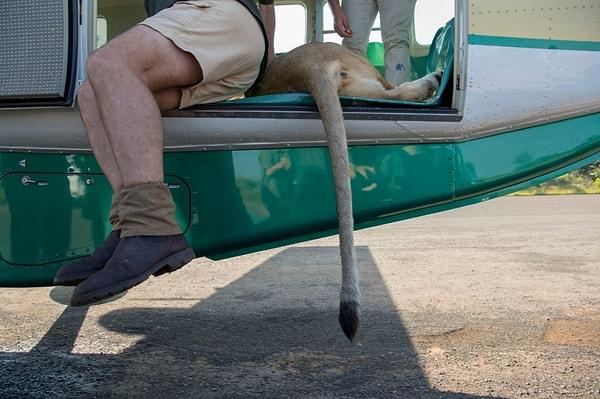 43. Güney Afrika'da dartla vurulup Mozambik'e uçurulan aslanlardan biri, Ami Vitale'in fotoğrafı.