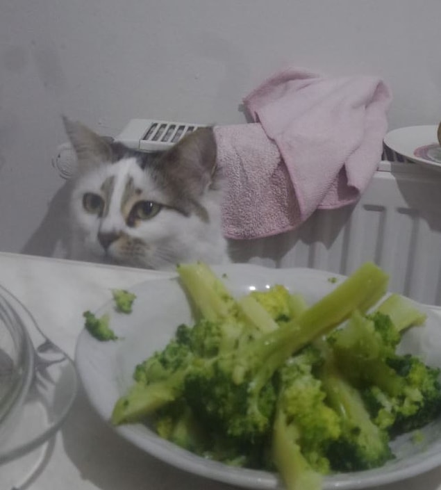 35. Akşaama sebze yemeği var...