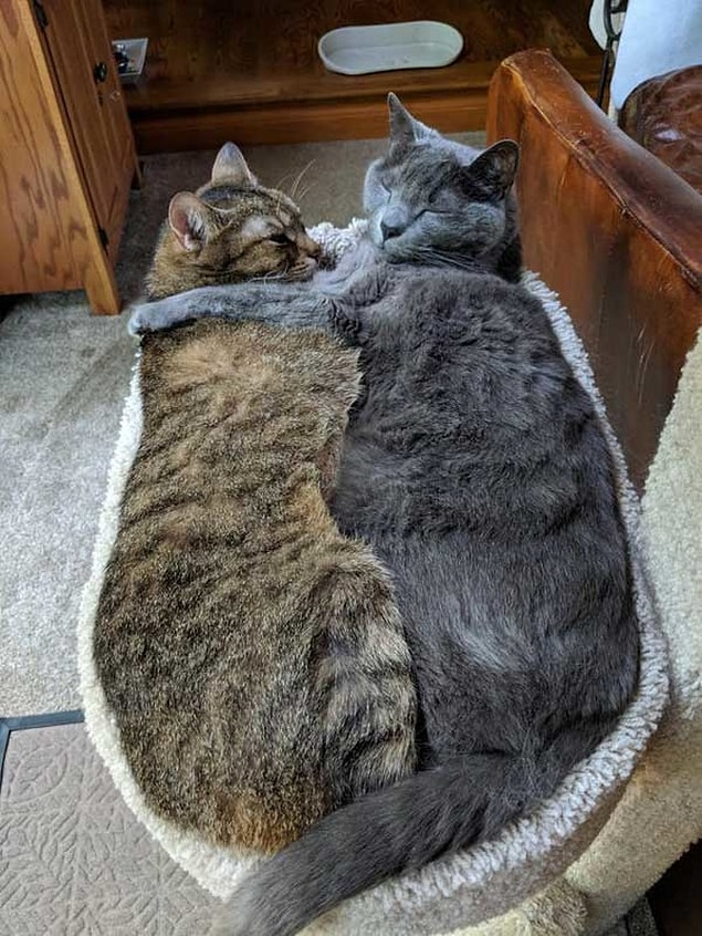 21. İşte gerçek mükemmel uyum. 😻