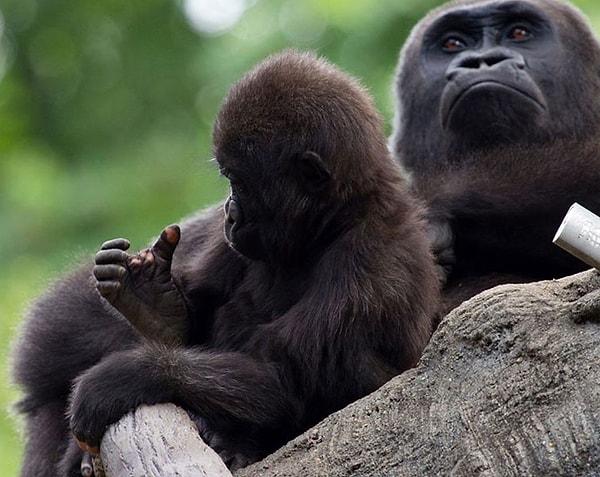 Takipçiler de sosyal medya üzerinden sevimli primatın doğum gününü kutladı fakat bu süreçte dikkatlerini çeken bir nokta vardı.