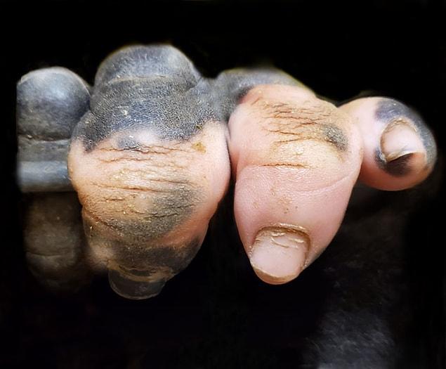 Необычная горилла, которая родилась с недостатком пигментации на пальцах