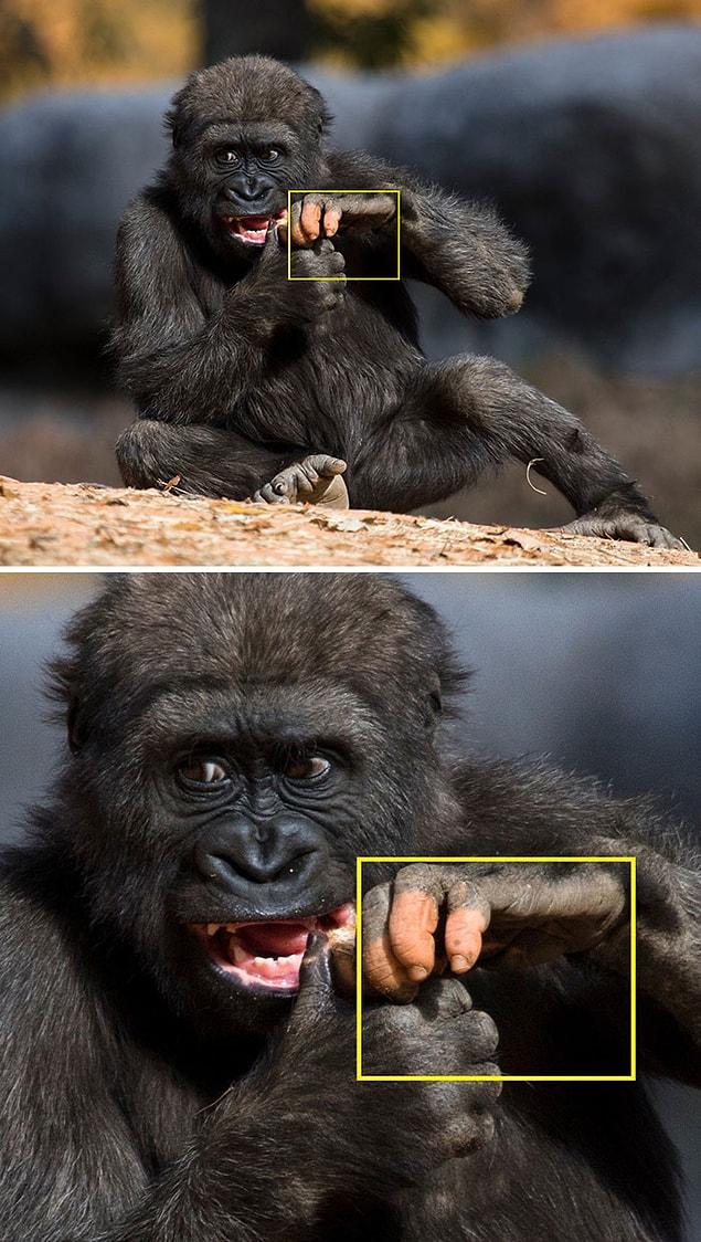 Необычная горилла, которая родилась с недостатком пигментации на пальцах