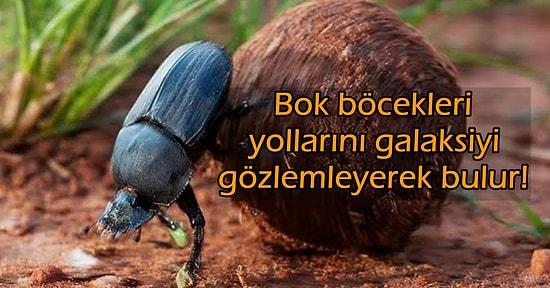 Acayip Bilgiler Kuşağı: Sizleri Şaşkınlıktan Şaşkınlığa Sürükleyecek 15 İlginç Bilgi