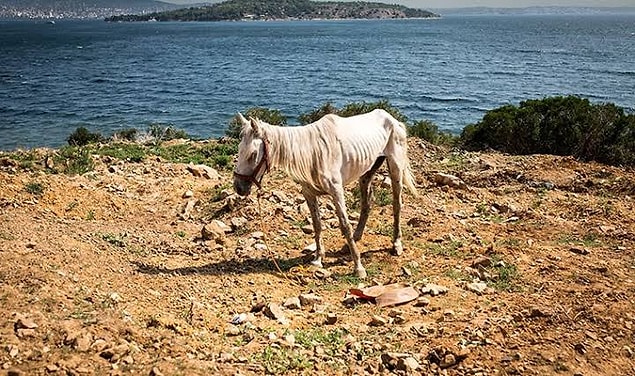 "Çoğu tay adanın arkasındaki uçurumdan atılır"