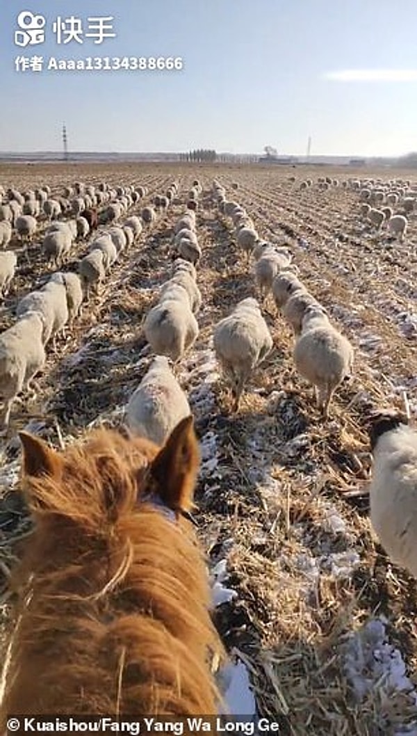 В беседе с китайской газетой «Народный дневник», пастух по имени Nie, рассказал, что овцы каждый день возвращаются домой строем.