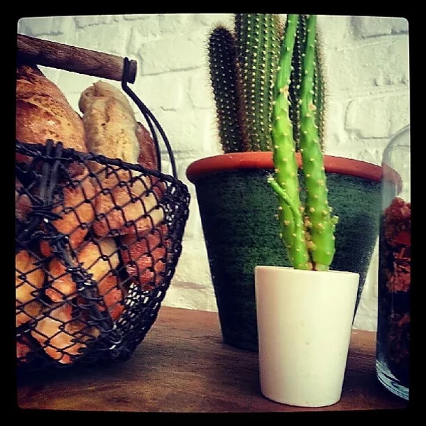 8. Шюкран Овалы понравилось сочетание свежего хлеба и кактусов