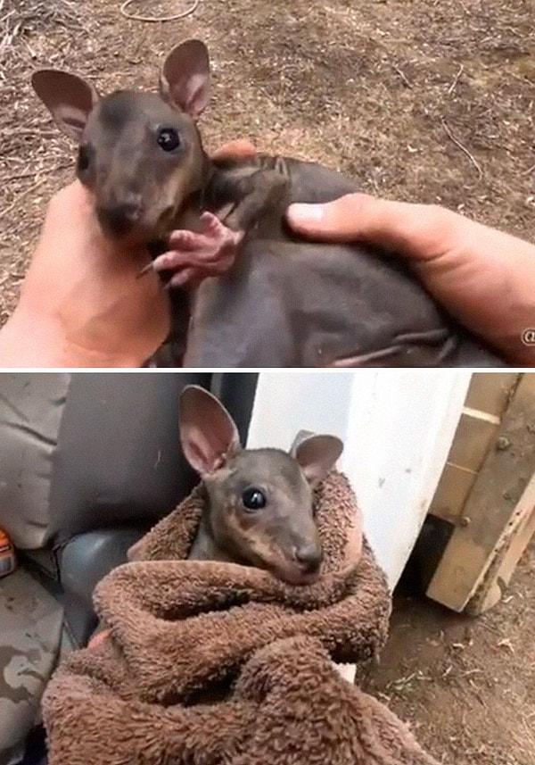 11. Bu küçük kanguru da, yanan ormanın içerisinde kendi başına kaldıktan sonra bir itfaiyeci tarafından kurtarılmış.