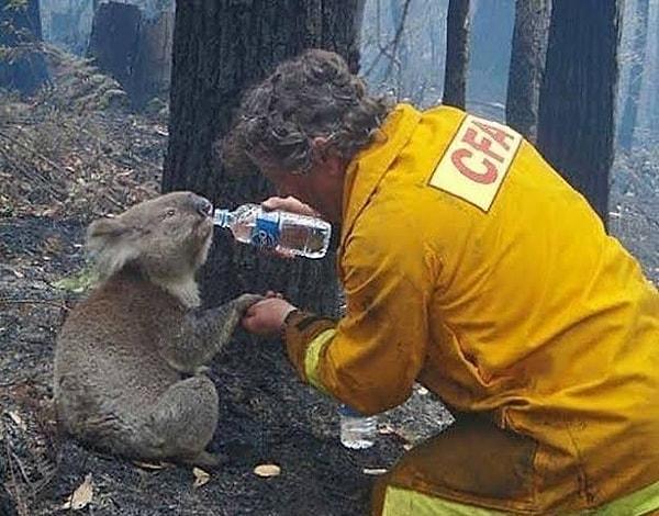 Açıklamalara göre bu yangınlarda yarım milyon hayvan hayatını kaybederken, koalaların neredeyse %80'i hayatını kaybetti.