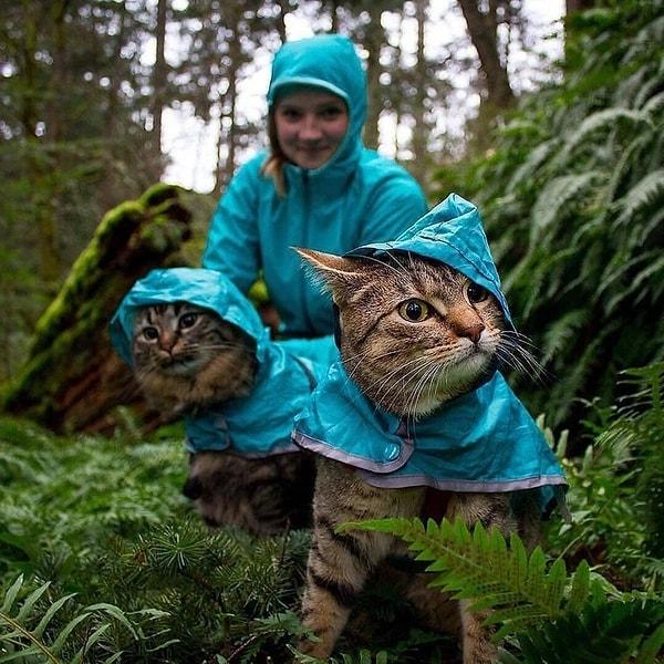 5. Bu kediler yağmurdan pek haz etmiyorlar anlaşılan!