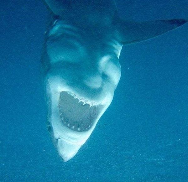 18. Ve son olarak, dik duran bu köpek balığı boynuzlarıyla kötü kötü gülümseyen bir şeytan tasvirine benziyor;
