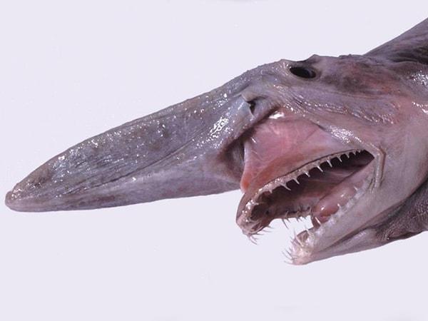 5. Goblin köpekbalıkları, adeta bir kabustan fırlamış gibi görünen 'yaşayan fosiller'dir. Tırnaklara benzeyen dişlerle dolu uzun çeneleri ile dikkat çekerler. Diğer hayvanlar tarafından yayılan elektrik akımlarını tespit edebilirler.