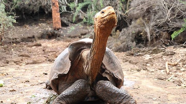 Kaplumbağa Diego Kaliforniya'nın güneybatı kıyısı açıklarındaki Santa Cruz Adası'ndaki bir üreme programına katılmak üzere seçilen kaplumbağalardan sadece biriydi.