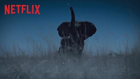 Anlatıcılığını Beren Saat'in Üstlendiği Netflix'in 'Dünya'da Gece' Belgeselinden Fragman Geldi!