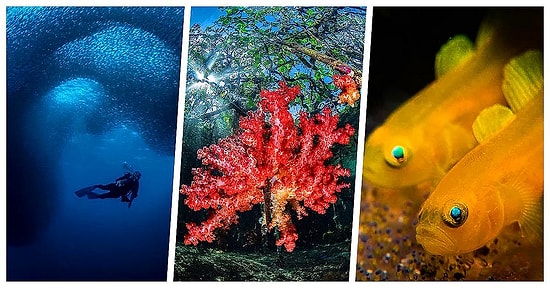 Bakmaya Doyamadık! Sekizincisi Düzenlenen Su Altı Fotoğraf Yarışmasının Kazananları