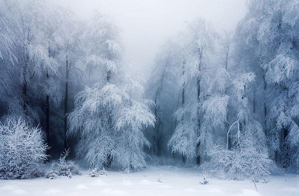 11. Ağaçları yavaşça salladığınızda başınızdan aşağı inecek karları düşünün...