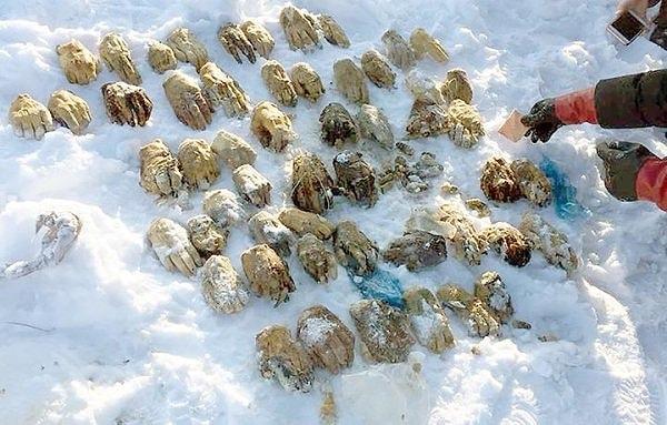 5. 2018 yılının mart ayında, Rusya ve Çin arasında kalan sınır bölgesindeki popüler bir balık avlama alanında, içinde 54 insan eli bulunan bir çanta bulundu...