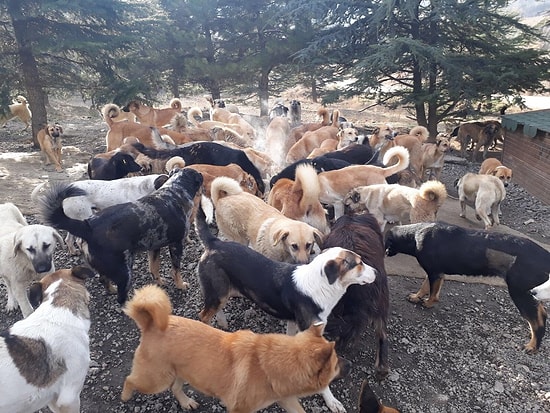 'Korkunç Görüntülere Rastlıyoruz': Çatalca ve Silivri Bölgesine Bırakılan Köpekler Açlıktan Birbirini Yiyor İddiası