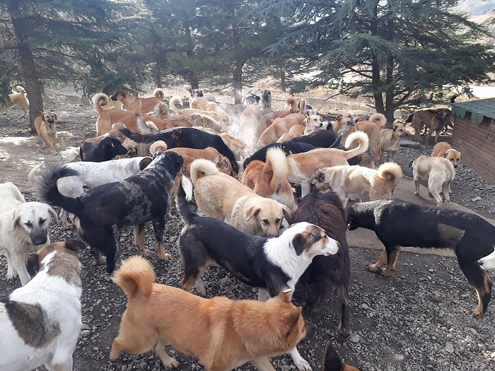 'Korkunç Görüntülere Rastlıyoruz': Çatalca ve Silivri Bölgesine Bırakılan Köpekler Açlıktan Birbirini Yiyor İddiası