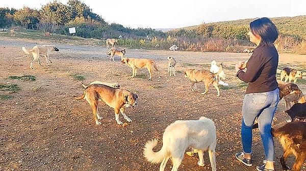 2. Çatalca ve Silivri bölgesine bırakılan köpeklerin soğuktan ve açlıktan birbirlerini yedikleri iddia edildi.