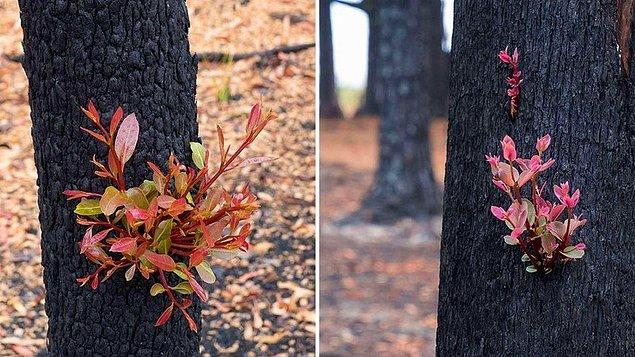 1. "Avustralya'daki yanmış bir ağaç yeniden canlanıyor."