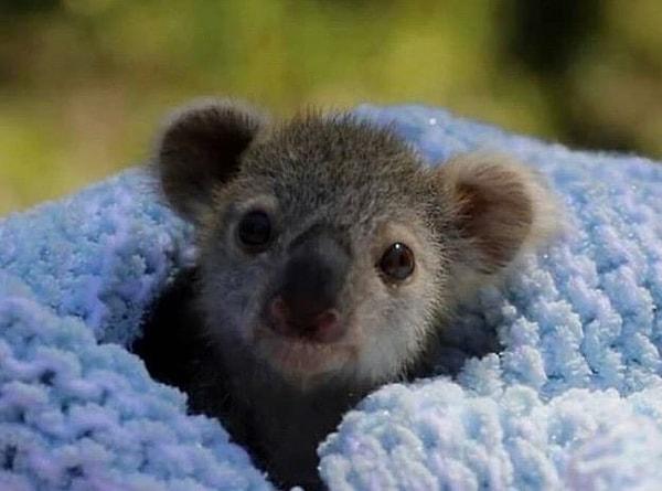 17. Maalesef çok sayıda koala hayatını kaybetti, ancak kurtarma çalışanları bu türü kurtarmak için ellerinden geleni yapıyorlar.