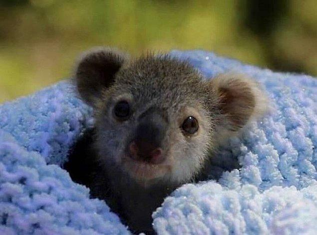 17. Maalesef çok sayıda koala hayatını kaybetti, ancak kurtarma çalışanları bu türü kurtarmak için ellerinden geleni yapıyorlar.