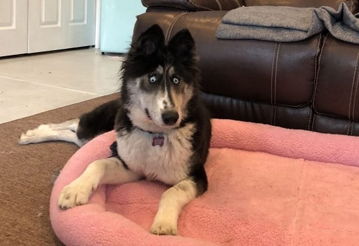 Никто не хотел брать хаски со смешным взглядом с приюта, пока не появился пост в Фейсбук