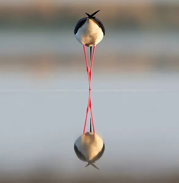 5. "Ходулочник кормится на озере в Ставропольском крае. Раннее майское утро". Кадр Антона Мостовенко победил в номинации "Птицы".