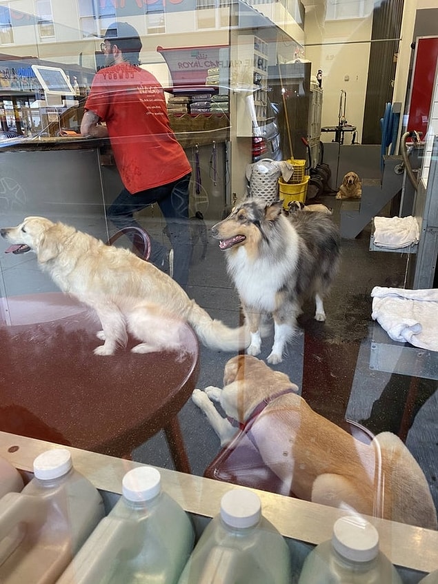 8. Köpek nerede oturuyor?
