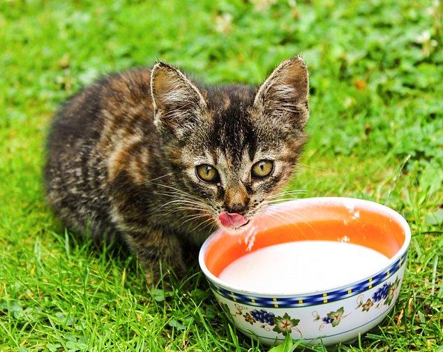 9. Kediler için en iyi şeyin süt olduğu düşüncesi, aslında çok tehlikeli! Hatta bazı kedilerin laktoza alerjisi olduğundan onlara süt vermek durumu daha da riskili bir hale getiriyor.