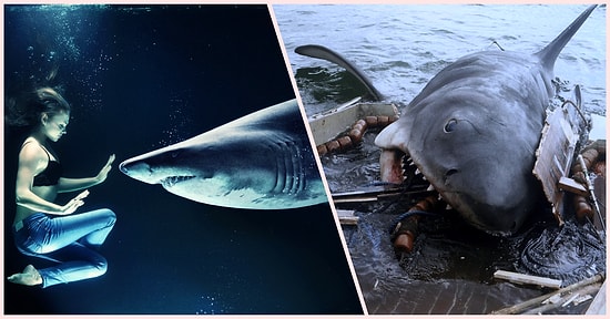 Okyanusların Korkulu Rüyaları Köpek Balıklarını Bile Dize Getirilebilen Bir Rahatsızlık: Tonik Hareketsizlik Etkisi