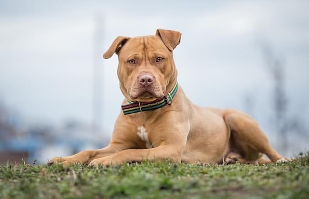 "Hiçbir köpek başlı başına saldırgan değildir"
