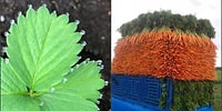 Фотографии, на которых запечатлена идеальность в 100% ее проявлении
