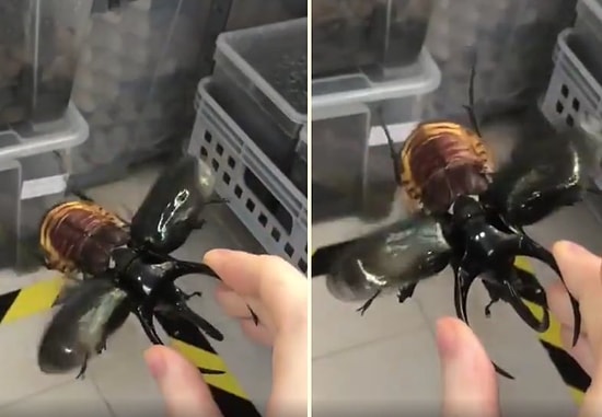 Görür Görmez Kaçacak Yer Aramanıza Neden Olacak, Ağırlığının 850 Katı Kaldırabilen Atlas Böceği!