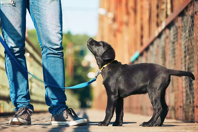 Hayatınıza yeni bir köpek alıyor veya ailesi olduğunuz bir köpeği daha çok eğitmek istiyorsanız, öncelikle onun ihtiyaçlarını da göz önünde bulundurmayı unutmayın.