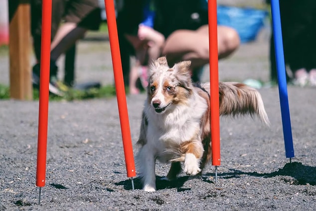 Köpeğiniz için seçtiğiniz isim de önemli! Köpekler iki heceli isimleri daha kolay öğrenir ve hatırlarlar.