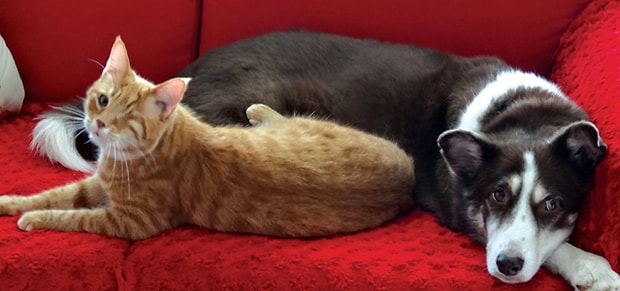 Kopegi Olanlarin Ya Da Sahiplenmek Isteyenlerin Egitim Besleme Ve Saglik Konusunda Bilmesi Gereken Her Sey