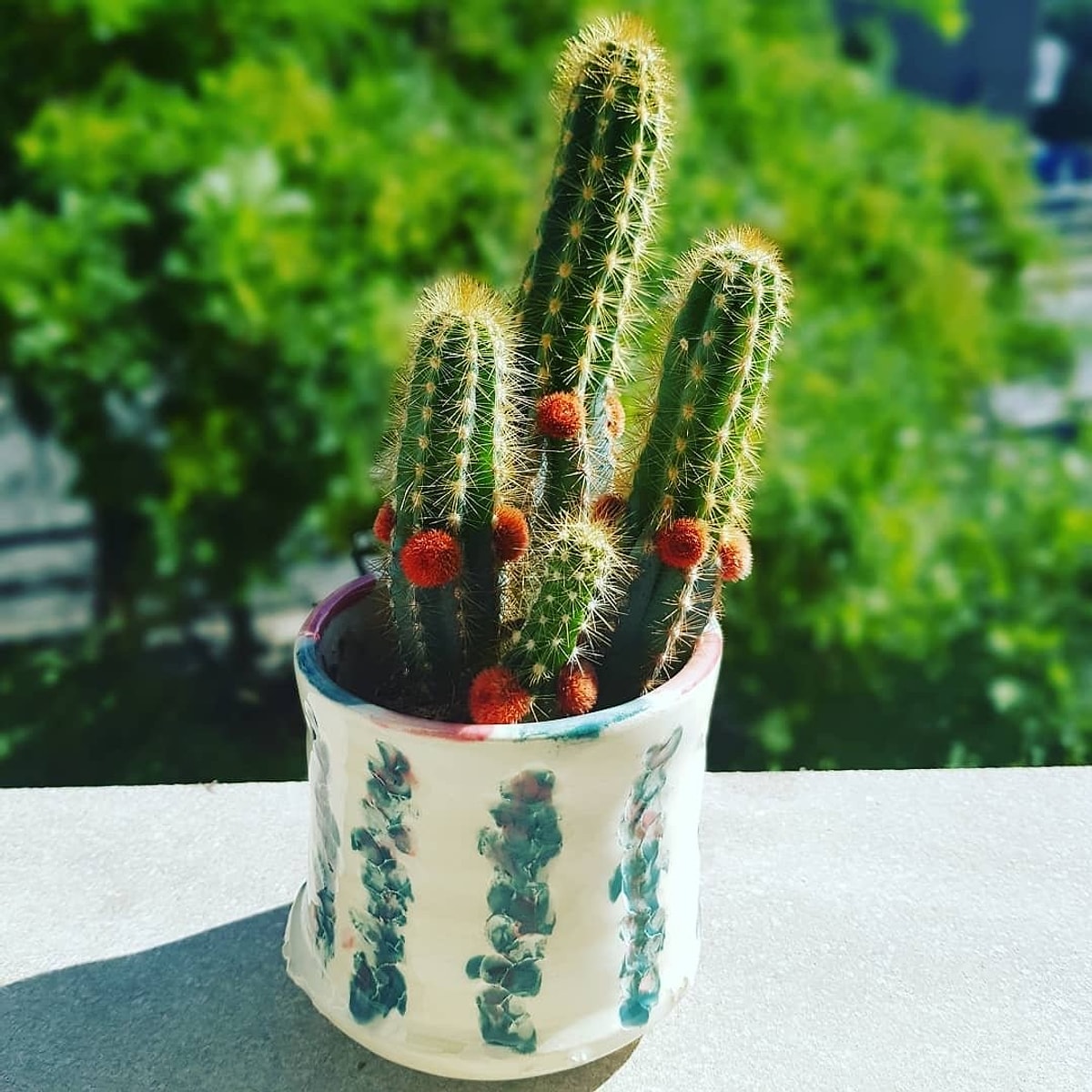 Кактус строблем. Кактусовые кактусы. Кактус грандипахус. Кактусовые кактусы. Кактус растет.