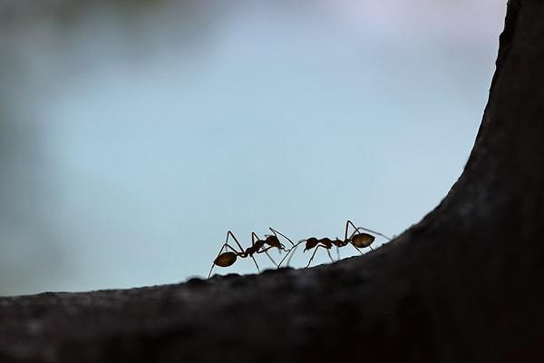 3. Dünya üzerinde bir karınca kolonisi tam olarak 3 kıtaya yayılmış durumdadır.
