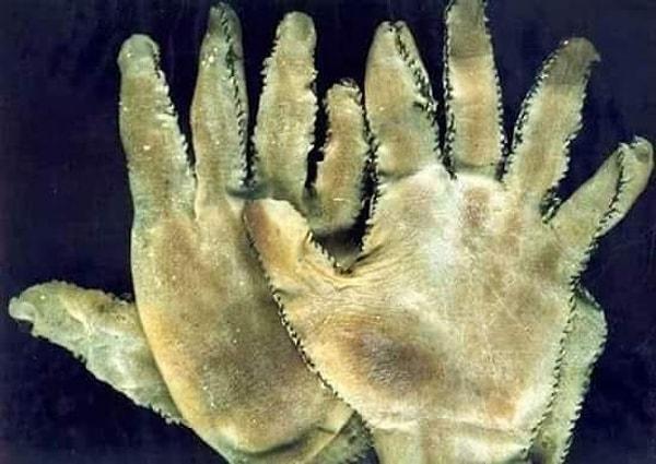15. Ed Gein'in yaptırdığı insan derisi eldivenler 👇