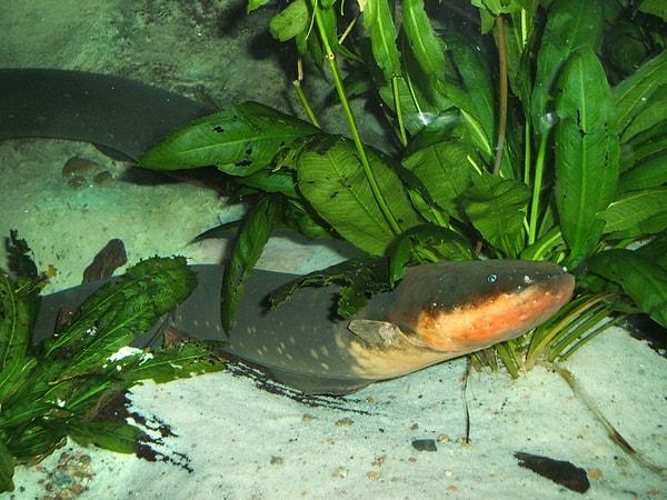 11. Amazon'da yaşayan elektrikli yılan balığı sudan dışarı zıplayıp diğer hayvanları ve hatta insanları bile öldürebilir.