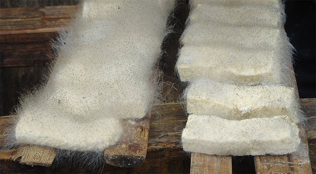 12. Küflü tofu