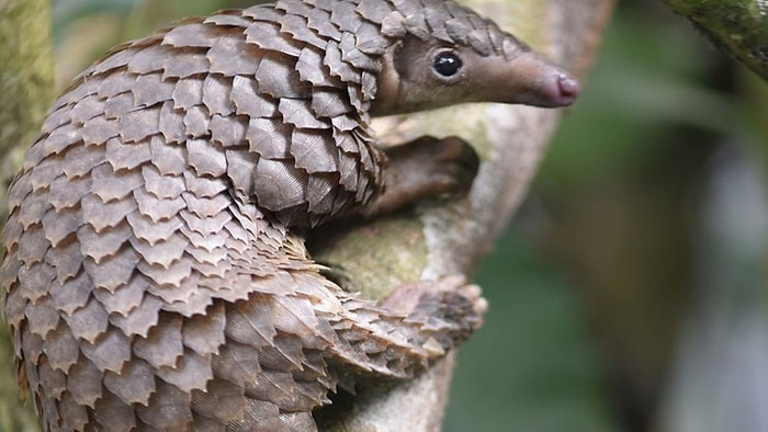 Koronavirüs'ün Yayılma Sebebi Olduğu Düşünülen Pangolin Nedir? İddialar Gerçek mi?